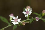 Calico aster